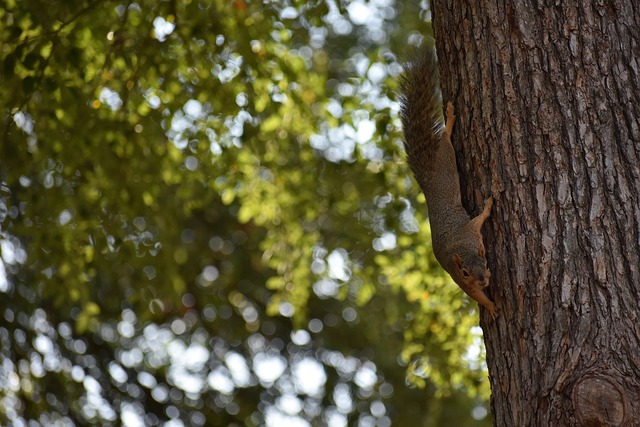 非常看重球 非常看重球